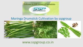 www.sspgroup.co.in
Moringa Drumstick Cultivation by sspgroup
 