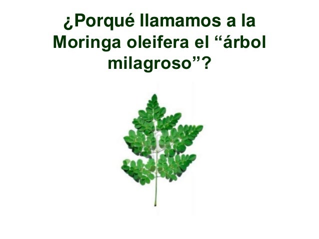 Moringa el Árbol Milagroso Moringa el Árbol Milagroso