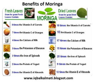 TREE MORINGA BENIFITS URDU