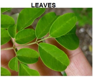 TREE MORINGA BENIFITS URDU