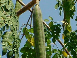 TREE MORINGA BENIFITS URDU