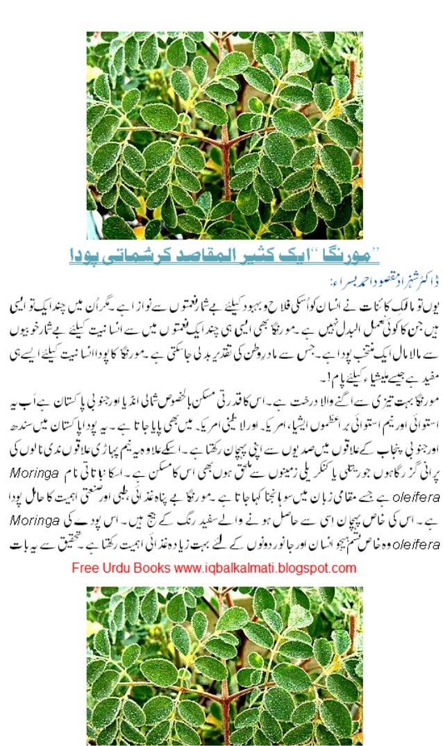 TREE MORINGA BENIFITS URDU