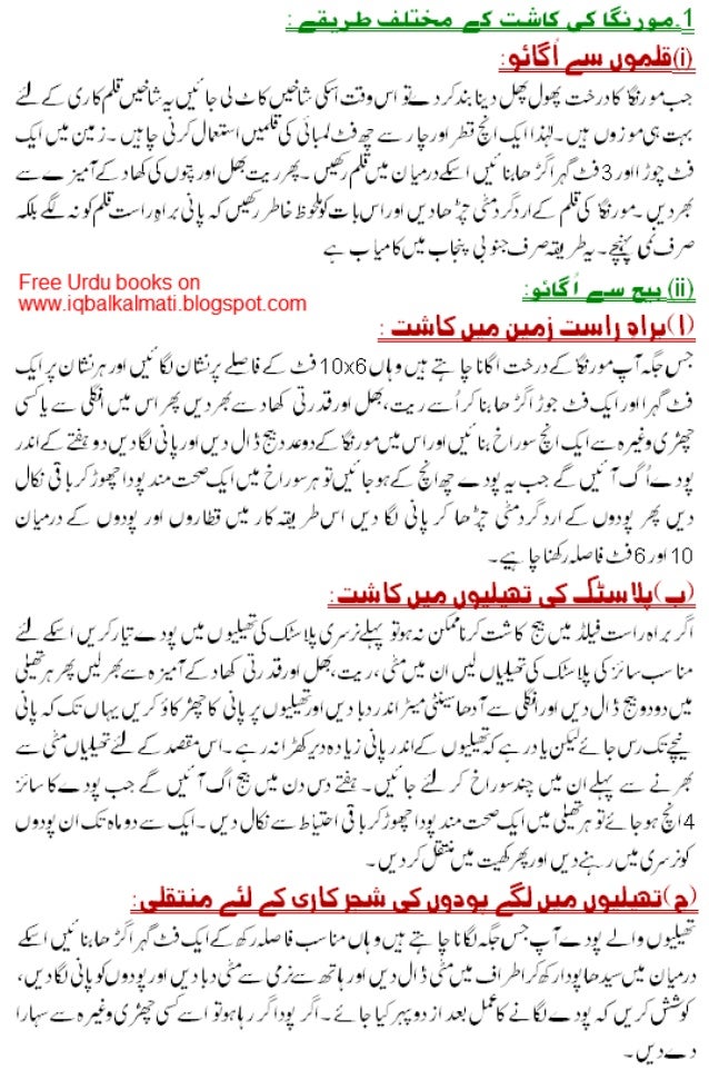 Tree Moringa Benifits Urdu