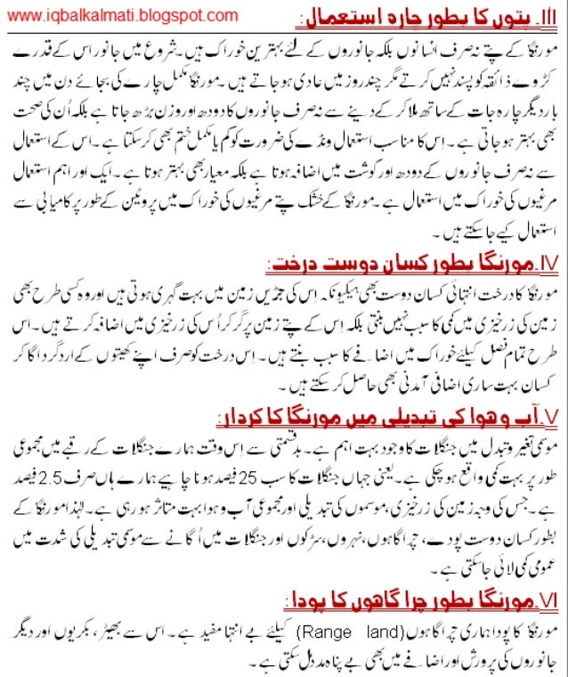 Tree Moringa Benifits Urdu