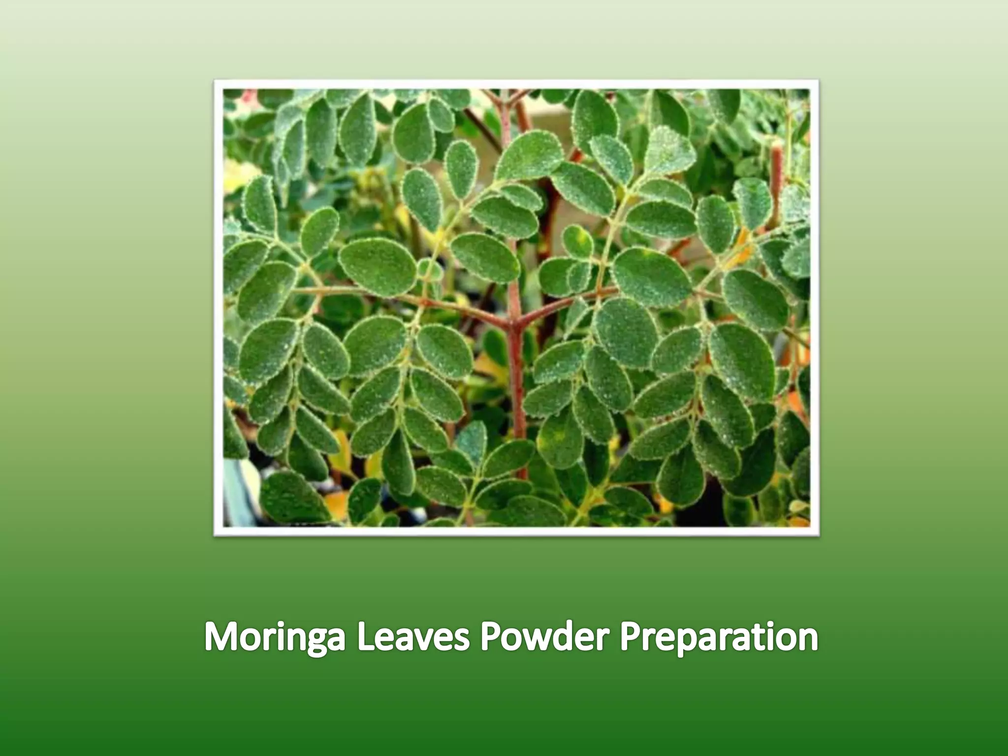 Moringa leaves powder preparation | PPTX
