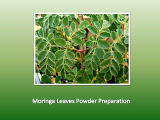 Moringa leaves powder preparation | PPTX