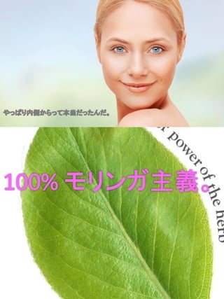 Moringa lifepowder brochures