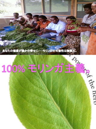Moringa lifepowder brochures