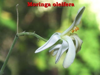 Moringa oleifera 