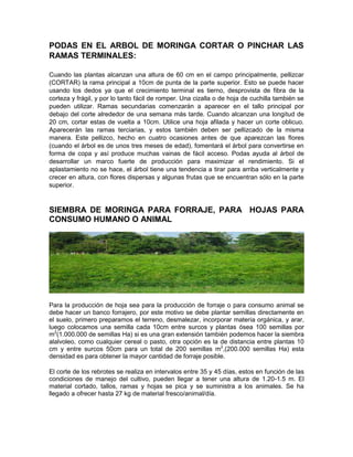PODAS EN EL ARBOL DE MORINGA CORTAR O PINCHAR LAS
RAMAS TERMINALES:
Cuando las plantas alcanzan una altura de 60 cm en el campo principalmente, pellizcar
(CORTAR) la rama principal a 10cm de punta de la parte superior. Esto se puede hacer
usando los dedos ya que el crecimiento terminal es tierno, desprovista de fibra de la
corteza y frágil, y por lo tanto fácil de romper. Una cizalla o de hoja de cuchilla también se
pueden utilizar. Ramas secundarias comenzarán a aparecer en el tallo principal por
debajo del corte alrededor de una semana más tarde. Cuando alcanzan una longitud de
20 cm, cortar estas de vuelta a 10cm. Utilice una hoja afilada y hacer un corte oblicuo.
Aparecerán las ramas terciarias, y estos también deben ser pellizcado de la misma
manera. Este pellizco, hecho en cuatro ocasiones antes de que aparezcan las flores
(cuando el árbol es de unos tres meses de edad), fomentará el árbol para convertirse en
forma de copa y así produce muchas vainas de fácil acceso. Podas ayuda al árbol de
desarrollar un marco fuerte de producción para maximizar el rendimiento. Si el
aplastamiento no se hace, el árbol tiene una tendencia a tirar para arriba verticalmente y
crecer en altura, con flores dispersas y algunas frutas que se encuentran sólo en la parte
superior.
SIEMBRA DE MORINGA PARA FORRAJE, PARA HOJAS PARA
CONSUMO HUMANO O ANIMAL
Para la producción de hoja sea para la producción de forraje o para consumo animal se
debe hacer un banco forrajero, por este motivo se debe plantar semillas directamente en
el suelo, primero preparamos el terreno, desmalezar, incorporar materia orgánica, y arar,
luego colocamos una semilla cada 10cm entre surcos y plantas ósea 100 semillas por
m2
(1.000.000 de semillas Ha) si es una gran extensión también podemos hacer la siembra
alalvoleo, como cualquier cereal o pasto, otra opción es la de distancia entre plantas 10
cm y entre surcos 50cm para un total de 200 semillas m2
,(200.000 semillas Ha) esta
densidad es para obtener la mayor cantidad de forraje posible.
El corte de los rebrotes se realiza en intervalos entre 35 y 45 días, estos en función de las
condiciones de manejo del cultivo, pueden llegar a tener una altura de 1.20-1.5 m. El
material cortado, tallos, ramas y hojas se pica y se suministra a los animales. Se ha
llegado a ofrecer hasta 27 kg de material fresco/animal/día.
 