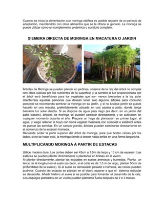 Cuando se inicia la alimentación con moringa oleifera es posible requerir de un periodo de
adaptación, mezclándolo con otros alimentos que se le ofrece al ganado. La moringa se
puede utilizar como un complemento proteínico o sustituto completo.
SIEMBRA DIRECTA DE MORINGA EN MACATERA O JARDIN
Árboles de Moringa se pueden plantar en jardines, sistema de la raíz del árbol no compite
con otros cultivos por los nutrientes de la superficie y la sombra la luz proporcionada por
el árbol será beneficioso para los vegetales que son menos tolerantes a la luz solar
directaPara aquellas personas que desean tener solo algunos árboles para consumo
personal se recomienda sembrar la moringa en su jardín, y si no tuviese jardín se puede
hacerlo en una maceta, preferiblemente ubicada en una azotea o patio, donde tenga
bastante luz solar directa. Si se dispone de agua para riego (es decir, en un jardín del
patio trasero), árboles de moringa se pueden sembrar directamente y se cultivaron en
cualquier momento durante el año. Prepare un hoyo de plantación en primer lugar, el
agua, y luego rellenar el hoyo con tierra vegetal mezclada con compost o estiércol antes
de plantar las semillas. En un campo grande, árboles pueden sembrarse directamente en
el comienzo de la estación húmeda.
Recuerde podar la parte superior del árbol de moringa, para que broten ramas por los
lados, si no se hace esto, la moringa tiende a crecer hacia arriba en una forma larguncha.
MULTIPLICANDO MORINGA A PARTIR DE ESTACAS
Utilice madera dura. Los cortes deben ser 45cm a 1.5m de largo y 10 cm de espesor. Las
estacas se pueden plantar directamente o plantarlos en bolsas en el vivero.
Al plantar directamente, plantar los esquejes en suelos arenosos y humedos. Planta un
tercio de la longitud en el suelo (es decir, si el corte es de 1,5 m de largo, plantar 50cm de
profundidad de la estaca). Si el suelo es demasiado pesado o húmeda, las raíces pueden
pudrirse. Cuando las estacas se plantan en el vivero esperar a que el sistema radicular
se desarrolle. Añadir fósforo al suelo si es posible para fomentar el desarrollo de la raíz.
Los esquejes plantados en un vivero pueden plantarse fuera después de 2 o 3 meses.
 