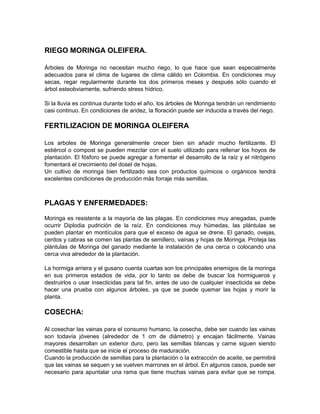 RIEGO MORINGA OLEIFERA.
Árboles de Moringa no necesitan mucho riego, lo que hace que sean especialmente
adecuados para el clima de lugares de clima cálido en Colombia. En condiciones muy
secas, regar regularmente durante los dos primeros meses y después sólo cuando el
árbol esteobviamente, sufriendo stress hídrico.
Si la lluvia es continua durante todo el año, los árboles de Moringa tendrán un rendimiento
casi continuo. En condiciones de aridez, la floración puede ser inducida a través del riego.
FERTILIZACION DE MORINGA OLEIFERA
Los arboles de Moringa generalmente crecer bien sin añadir mucho fertilizante. El
estiércol o compost se pueden mezclar con el suelo utilizado para rellenar los hoyos de
plantación. El fósforo se puede agregar a fomentar el desarrollo de la raíz y el nitrógeno
fomentará el crecimiento del dosel de hojas.
Un cultivo de moringa bien fertilizado sea con productos químicos o orgánicos tendrá
excelentes condiciones de producción más forraje más semillas.
PLAGAS Y ENFERMEDADES:
Moringa es resistente a la mayoría de las plagas. En condiciones muy anegadas, puede
ocurrir Diplodia pudrición de la raíz. En condiciones muy húmedas, las plántulas se
pueden plantar en montículos para que el exceso de agua se drene. El ganado, ovejas,
cerdos y cabras se comen las plantas de semillero, vainas y hojas de Moringa. Proteja las
plántulas de Moringa del ganado mediante la instalación de una cerca o colocando una
cerca viva alrededor de la plantación.
La hormiga arriera y el gusano cuenta cuartas son los principales enemigos de la moringa
en sus primeros estadios de vida, por lo tanto se debe de buscar los hormigueros y
destruirlos o usar insecticidas para tal fin, antes de uso de cualquier insecticida se debe
hacer una prueba con algunos árboles, ya que se puede quemar las hojas y morir la
planta.
COSECHA:
Al cosechar las vainas para el consumo humano, la cosecha, debe ser cuando las vainas
son todavía jóvenes (alrededor de 1 cm de diámetro) y encajan fácilmente. Vainas
mayores desarrollan un exterior duro, pero las semillas blancas y carne siguen siendo
comestible hasta que se inicie el proceso de maduración.
Cuando la producción de semillas para la plantación o la extracción de aceite, se permitirá
que las vainas se sequen y se vuelven marrones en el árbol. En algunos casos, puede ser
necesario para apuntalar una rama que tiene muchas vainas para evitar que se rompa.
 