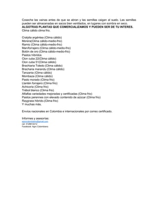Coseche las vainas antes de que se abran y las semillas caigan al suelo. Las semillas
pueden ser almacenadas en sacos bien ventilados, en lugares con sombra en seco.
ALGOTRAS PLANTAS QUE COMERCIALIZAMOS Y PUEDEN SER DE TU INTERES.
Clima cálido clima frio.
Cratylia argéntea (Clima cálido)
Morera(Clima cálido-medio-frio)
Ramio (Clima cálido-medio-frio)
Maníforrajero (Clima cálido-medio-frio)
Botón de oro (Clima cálido-medio-frio)
Pastos híbridos
Clon cuba 22(Clima cálido)
Clon cuba 51(Clima cálido)
Brachiaria Toledo (Clima cálido)
Bracharia marandu (Clima cálido)
Tanzania (Clima cálido)
Mombaza (Clima cálido)
Pasto morado (Clima frio)
Llantén forrajero (Clima frio)
Achicoria (Clima frio)
Trébol blanco (Clima frio)
Alfalfas variedades mejoradas y certificadas (Clima frio)
Pastos perennes con elevado contenido de azúcar (Clima frio)
Raygrass hibrido.(Clima frio)
Y muchas más.
Envíos nacionales en Colombia e internacionales por correo certificado.
Informes y asesorías:
agrocolombiano@gmail.com
cel: 3128814212
Facebook: Agro Colombiano
 
