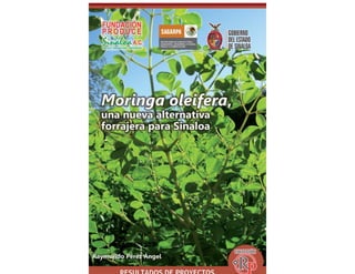 1
Moringa oleifera, una alternativa forrajera para Sinaloa
 