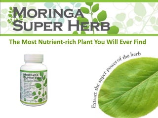 The Most Nutrient-rich Plant You Will Ever Find  