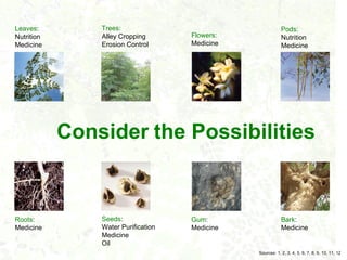 Leaves:         Trees:                                      Pods:
Nutrition       Alley Cropping       Flowers:               Nutrition
Medicine        Erosion Control      Medicine               Medicine




            Consider the Possibilities


Roots:          Seeds:               Gum:                   Bark:
Medicine        Water Purification   Medicine               Medicine
                Medicine
                Oil
                                                Sources: 1, 2, 3, 4, 5, 6, 7, 8, 9, 10, 11, 12
 