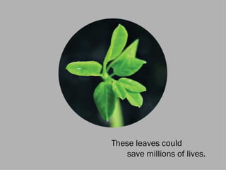 These leaves could
    save millions of lives.
 