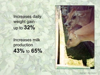 Increases daily
weight gain
up to 32%

Increases milk
production
43% to 65%


                  Weight gain14, Milk production15, 16
 