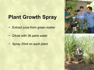 Plant Growth Spray
• Extract juice from green matter

• Dilute with 36 parts water

• Spray 25ml on each plant
 