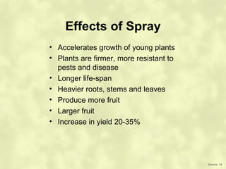 Effects of Spray
• Accelerates growth of young plants
• Plants are firmer, more resistant to
  pests and disease
• Longer life-span
• Heavier roots, stems and leaves
• Produce more fruit
• Larger fruit
• Increase in yield 20-35%




                                         Source: 14
 