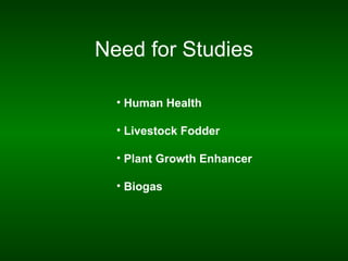 Need for Studies

  • Human Health

  • Livestock Fodder

  • Plant Growth Enhancer

  • Biogas
 