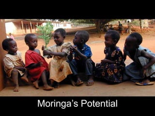 Moringa’s Potential
 