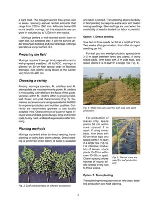 2 
Choosing a variety 
Among moringa species, M. oleifera and M. 
stenopetala are most commonly grown. M. oleifera 
is most widely cultivated and the focus of this guide. 
Varieties within M. oleifera differ in growing habit, 
leaf, flower, and pod characteristics (Fig. 3). Nu-merous 
accessions are being evaluated at AVRDC 
for superior production and nutrition qualities. Cur-rently 
we recommend growers to use locally 
adapted lines. Characteristics of superior types in-clude 
wide and dark green leaves, long and tender 
pods, bushy habit, and rapid regeneration after trim-ming. 
Planting methods 
Moringa is planted either by direct seeding, trans-planting, 
or using hard stem cuttings. Direct seed-ing 
is preferred when plenty of seed is available 
Fig. 3. Leaf characteristics of different accessions 
Fig. 5. Narrow rows are 
used for leaf production 
only 
a light frost. The drought-tolerant tree grows well 
in areas receiving annual rainfall amounts that 
range from 250 to 1500 mm. Altitudes below 600 
m are best for moringa, but this adaptable tree can 
grow in altitudes up to 1200 m in the tropics. 
Moringa prefers a well-drained sandy loam or 
loam soil, but tolerates clay. It will not survive un-der 
prolonged flooding and poor drainage. Moringa 
tolerates a soil pH of 5.0–9.0. 
Preparing the field 
Moringa requires thorough land preparation and a 
well-prepared seedbed. At AVRDC, moringa is 
planted on 30-cm-high raised beds to facilitate 
drainage. Bed widths being tested at the Center 
vary from 60–200 cm. 
and labor is limited. Transplanting allows flexibility 
in field planting but requires extra labor and cost in 
raising seedlings. Stem cuttings are used when the 
availability of seed is limited but labor is plentiful. 
Option 1. Direct seeding 
Sow two or three seeds per hill at a depth of 2 cm. 
Two weeks after germination, thin to the strongest 
seedling per hill. 
For leaf, pod and seed production, space plants 
3–5 m apart between rows and plants. If using 
raised beds, form beds with 2-m-wide tops, and 
space plants 3–5 m apart in a single row (Fig. 4). 
Fig. 4. Wide rows are used for leaf, pod, and seed 
production 
For production of 
leaves only, space 
plants 50 cm within 
rows spaced 1 m 
apart. If using raised 
beds, form beds with 
60-cm-wide tops and 
space plants 1 m apart 
in a single row (Fig. 5). 
For intensive produc-tion 
of leaves, space 
plants 10–20 cm within 
rows 30–50 cm apart. 
Closer spacing allows 
harvest of young ed-ible 
shoots every two 
to three weeks. 
Option 2. Transplanting 
Transplanting moringa consists of two steps: seed-ling 
production and field planting. 
 