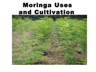 Moringa Uses
and Cultivation

 