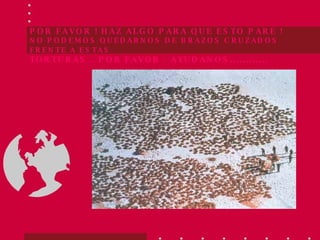 POR FAVOR ! HAZ ALGO PARA QUE ESTO PARE !  NO PODEMOS QUEDARNOS DE BRAZOS CRUZADOS FRENTE A ESTAS   TORTURAS… POR FAVOR - AYUDANOS............ 