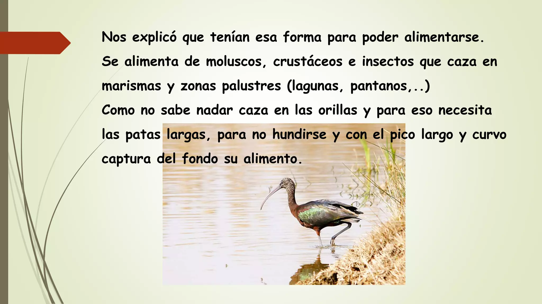 Nos explicó que tenían esa forma para poder alimentarse.
Se alimenta de moluscos, crustáceos e insectos que caza en
marismas y zonas palustres (lagunas, pantanos,..)
Como no sabe nadar caza en las orillas y para eso necesita
las patas largas, para no hundirse y con el pico largo y curvo
captura del fondo su alimento.
 