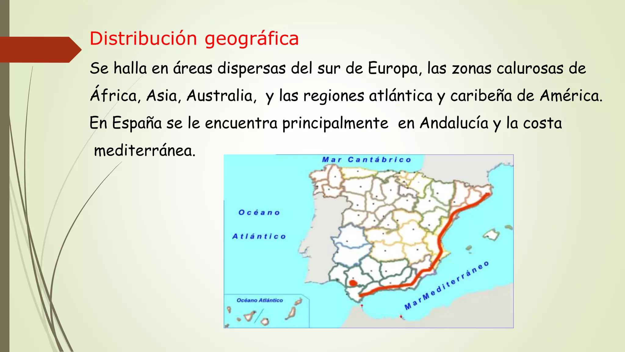 Distribución geográfica
Se halla en áreas dispersas del sur de Europa, las zonas calurosas de
África, Asia, Australia, y las regiones atlántica y caribeña de América.
En España se le encuentra principalmente en Andalucía y la costa
mediterránea.
 