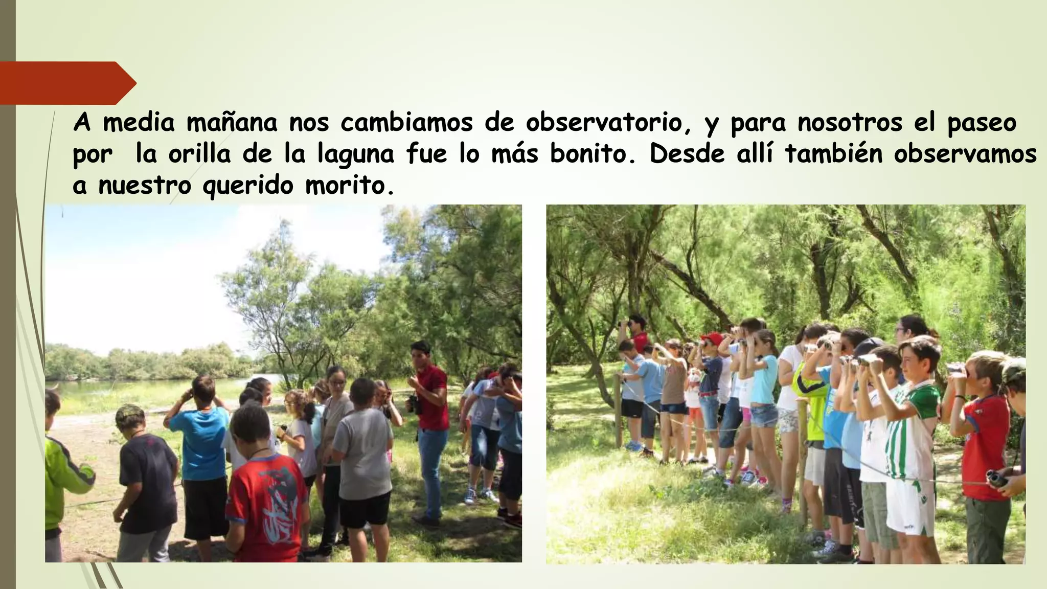 A media mañana nos cambiamos de observatorio, y para nosotros el paseo
por la orilla de la laguna fue lo más bonito. Desde allí también observamos
a nuestro querido morito.
 