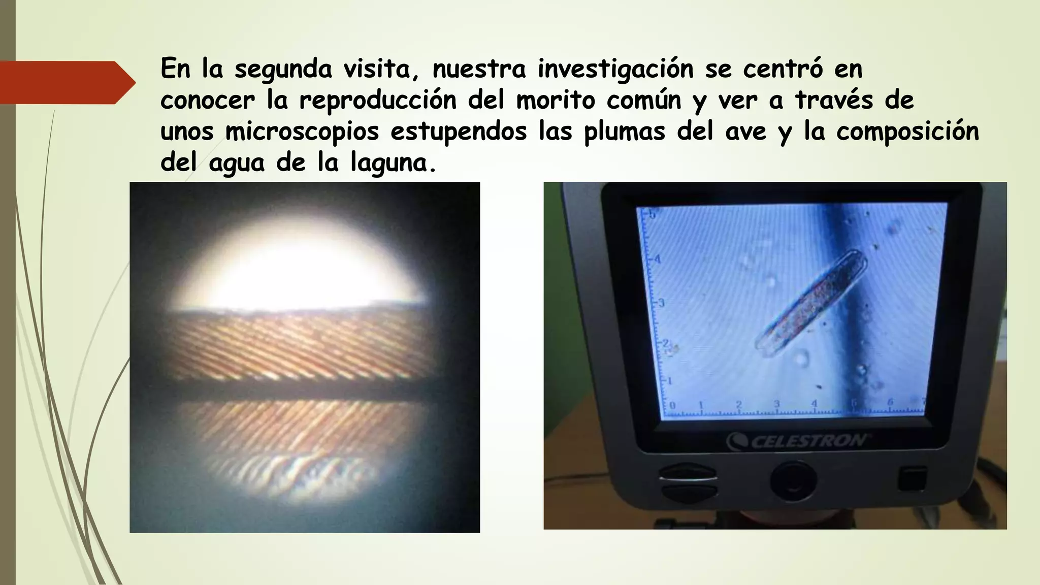 En la segunda visita, nuestra investigación se centró en
conocer la reproducción del morito común y ver a través de
unos microscopios estupendos las plumas del ave y la composición
del agua de la laguna.
 
