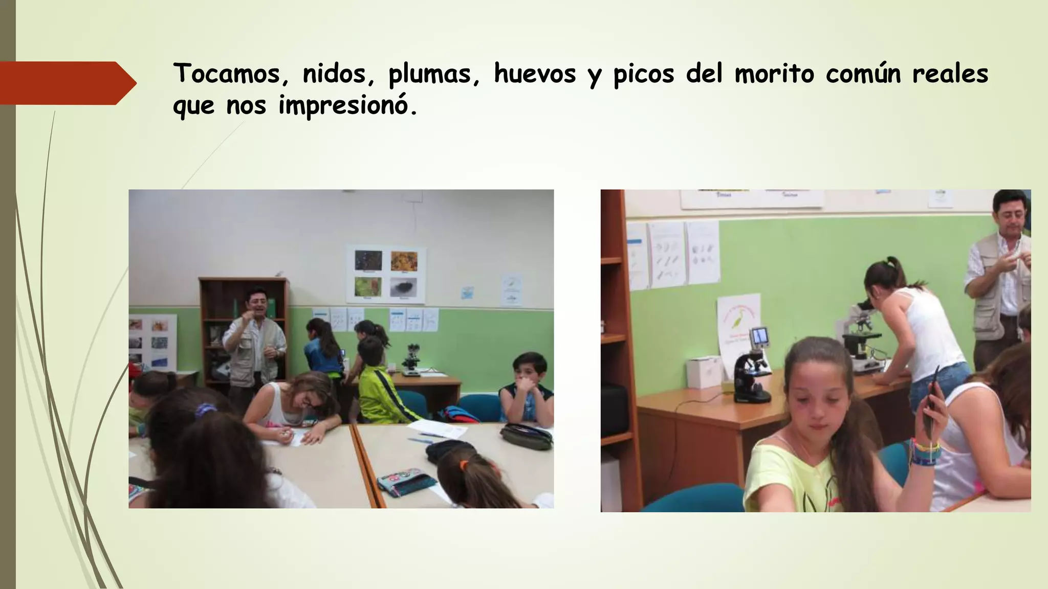 Tocamos, nidos, plumas, huevos y picos del morito común reales
que nos impresionó.
 