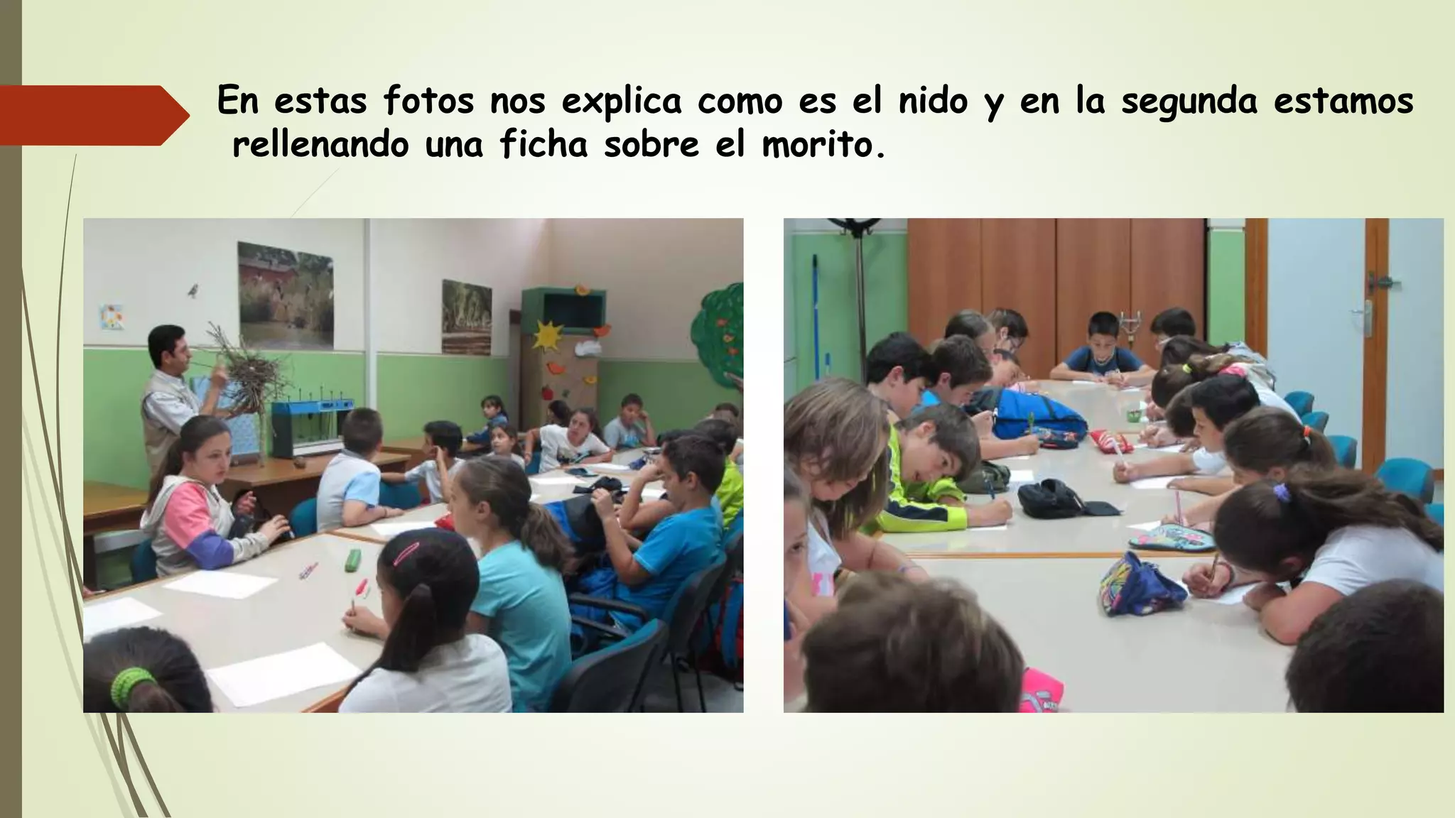 En estas fotos nos explica como es el nido y en la segunda estamos
rellenando una ficha sobre el morito.
 