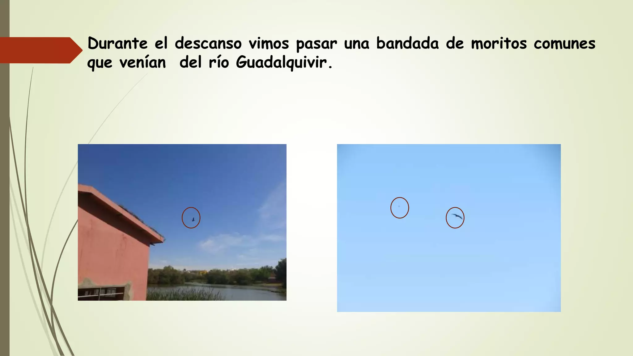 Durante el descanso vimos pasar una bandada de moritos comunes
que venían del río Guadalquivir.
 