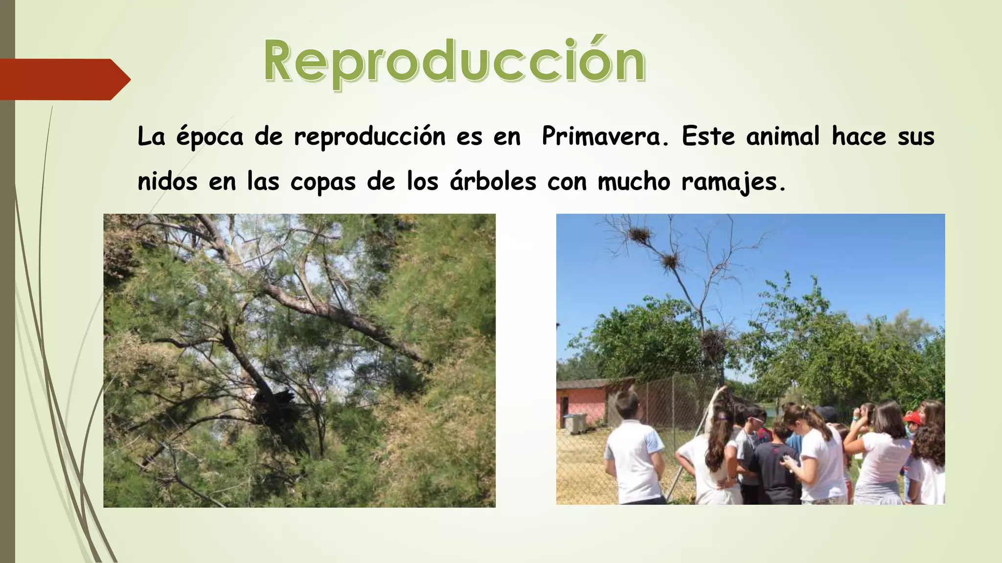 La época de reproducción es en Primavera. Este animal hace sus
nidos en las copas de los árboles con mucho ramajes.
 