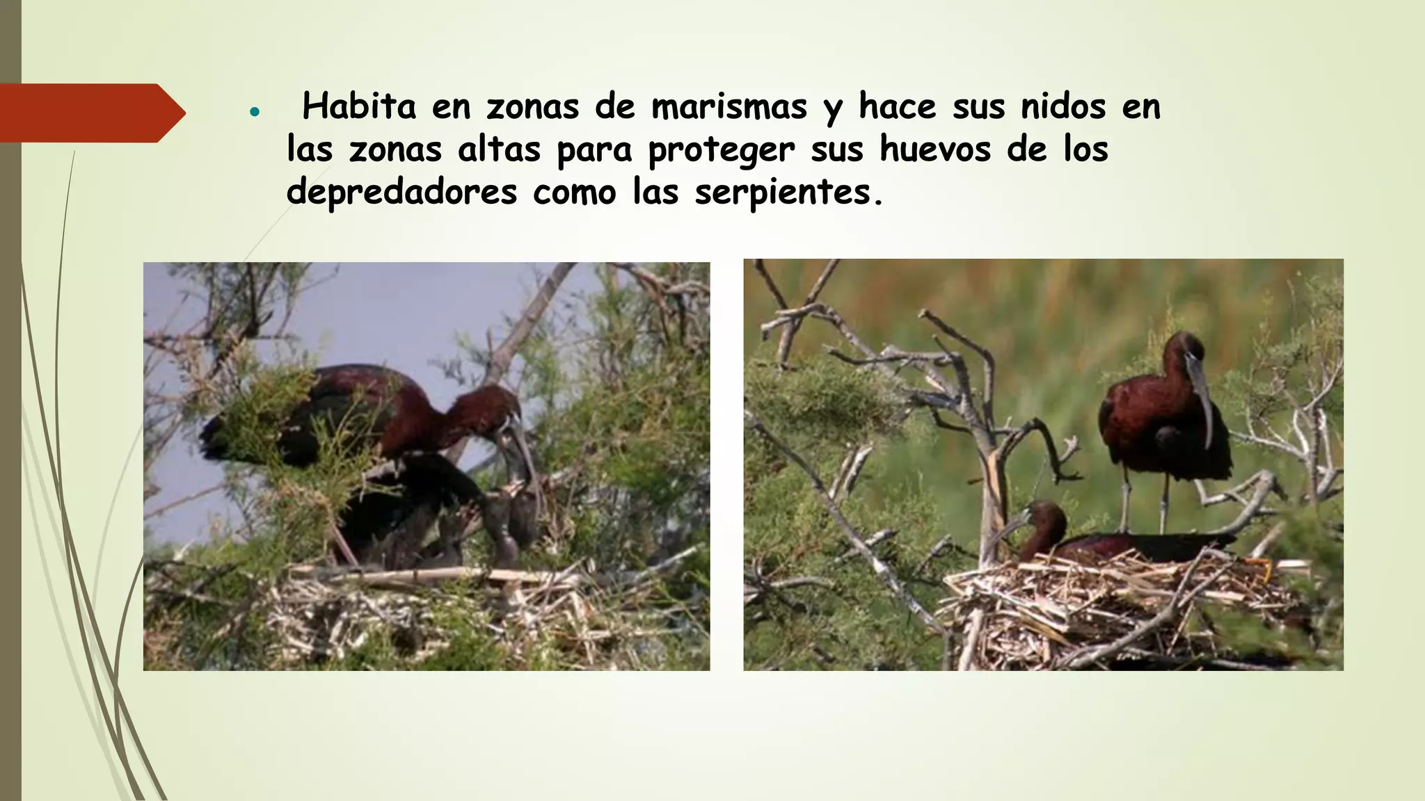  Habita en zonas de marismas y hace sus nidos en
las zonas altas para proteger sus huevos de los
depredadores como las serpientes.
 