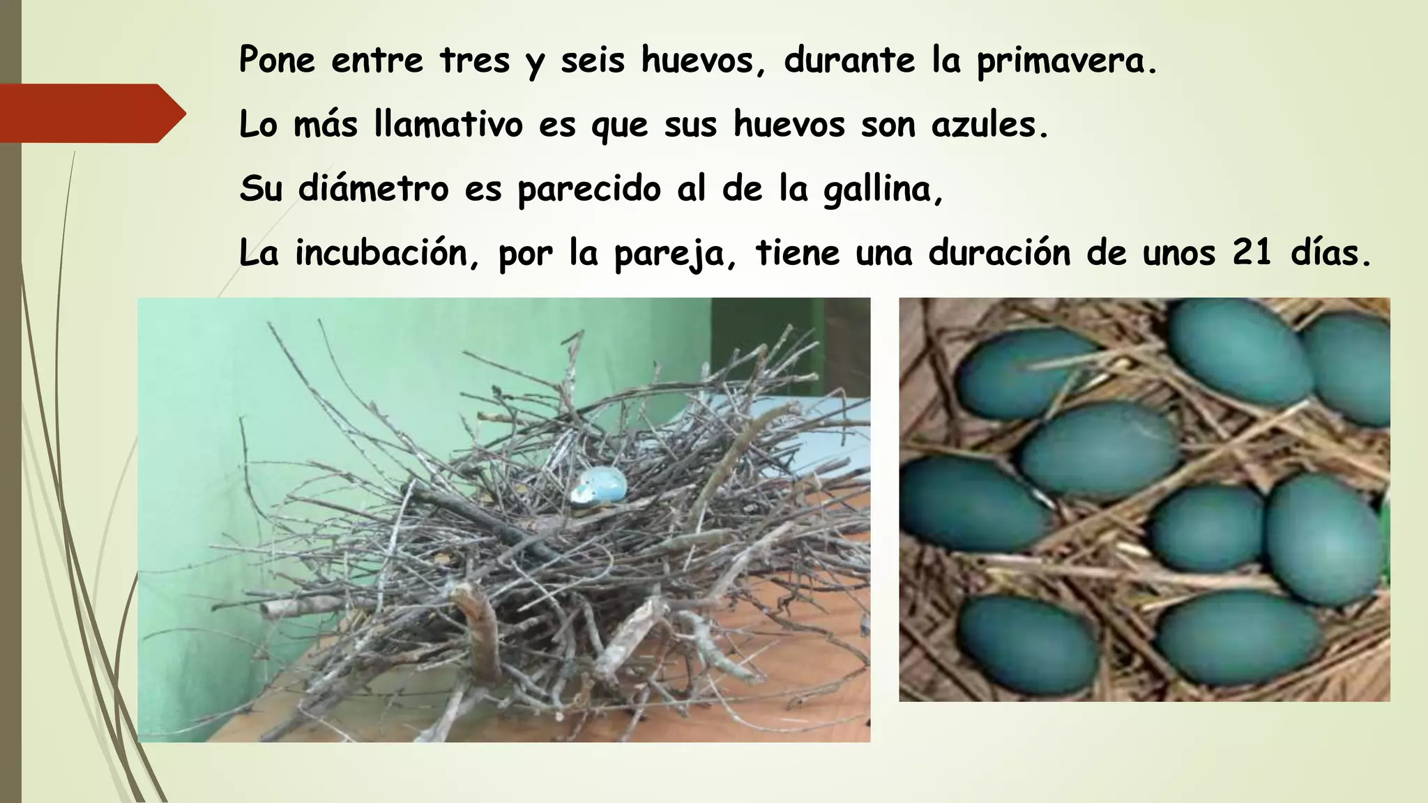 Pone entre tres y seis huevos, durante la primavera.
Lo más llamativo es que sus huevos son azules.
Su diámetro es parecido al de la gallina,
La incubación, por la pareja, tiene una duración de unos 21 días.
 