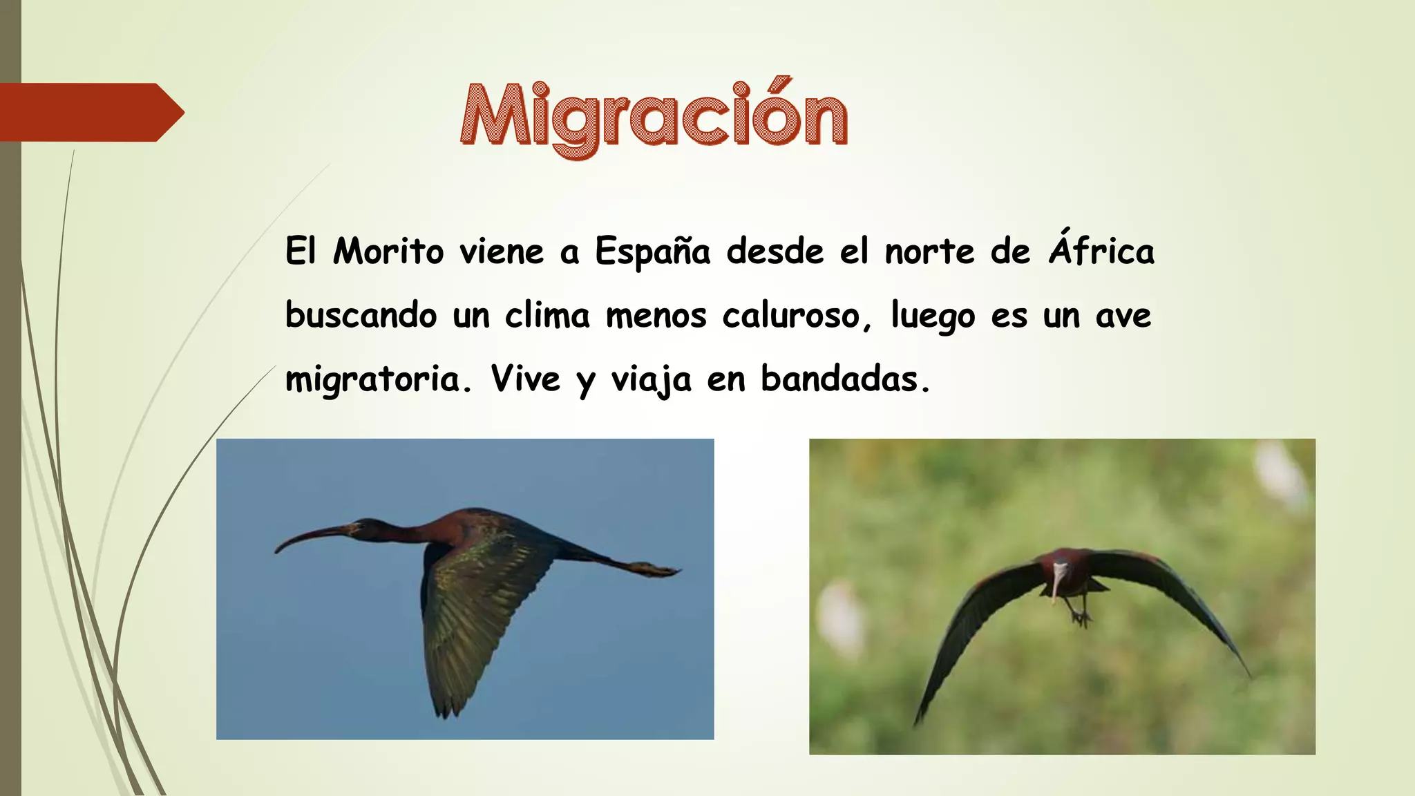 El Morito viene a España desde el norte de África
buscando un clima menos caluroso, luego es un ave
migratoria. Vive y viaja en bandadas.
 