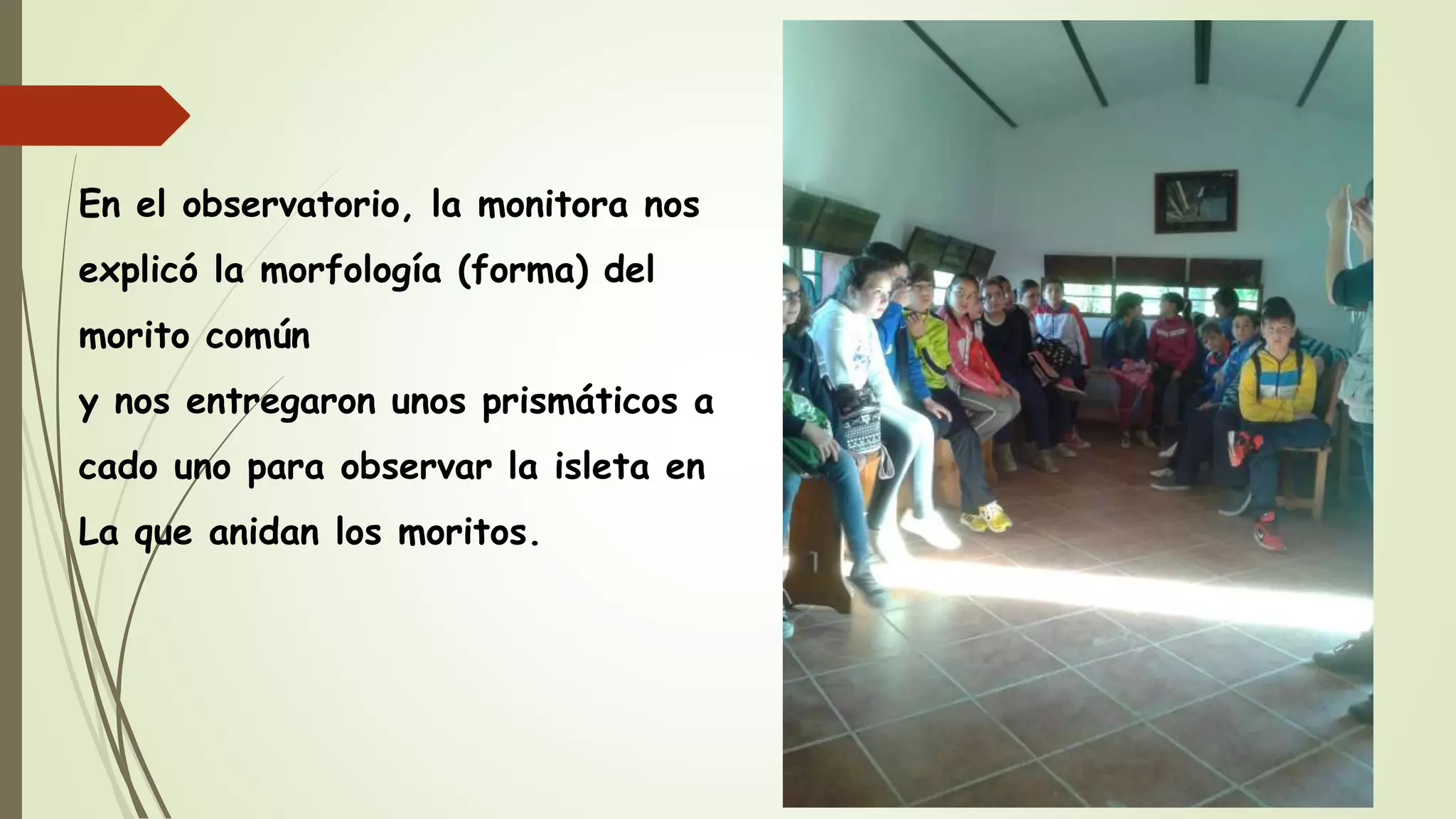 En el observatorio, la monitora nos
explicó la morfología (forma) del
morito común
y nos entregaron unos prismáticos a
cado uno para observar la isleta en
La que anidan los moritos.
 