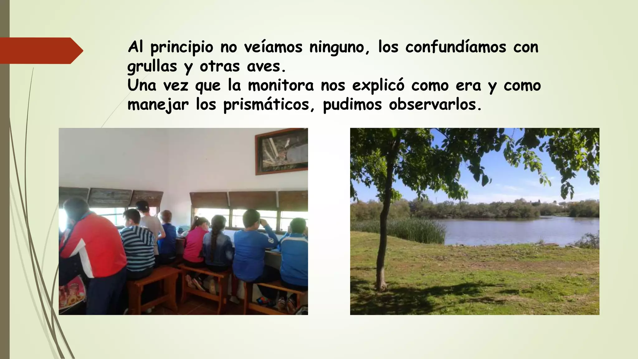Al principio no veíamos ninguno, los confundíamos con
grullas y otras aves.
Una vez que la monitora nos explicó como era y como
manejar los prismáticos, pudimos observarlos.
 