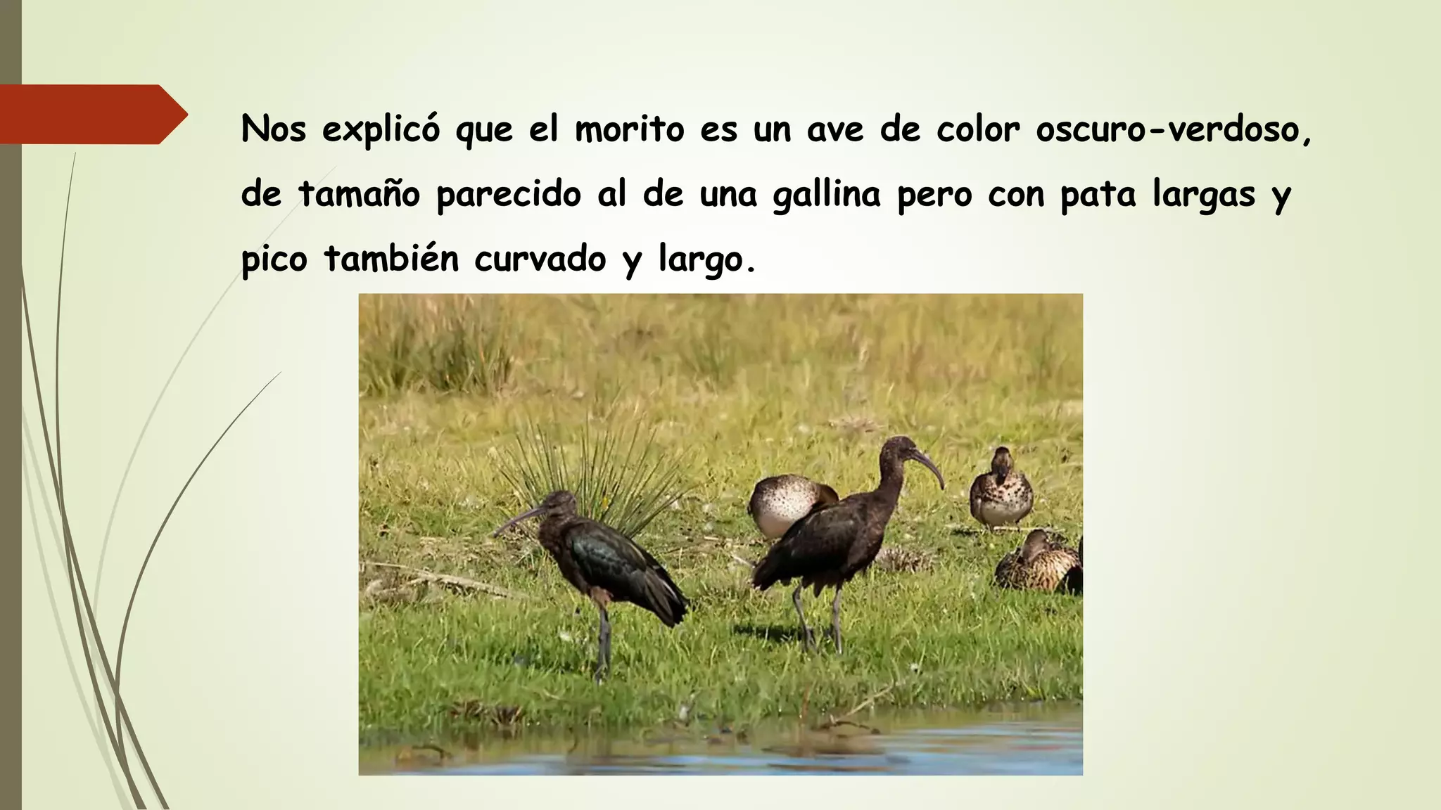 Nos explicó que el morito es un ave de color oscuro-verdoso,
de tamaño parecido al de una gallina pero con pata largas y
pico también curvado y largo.
 