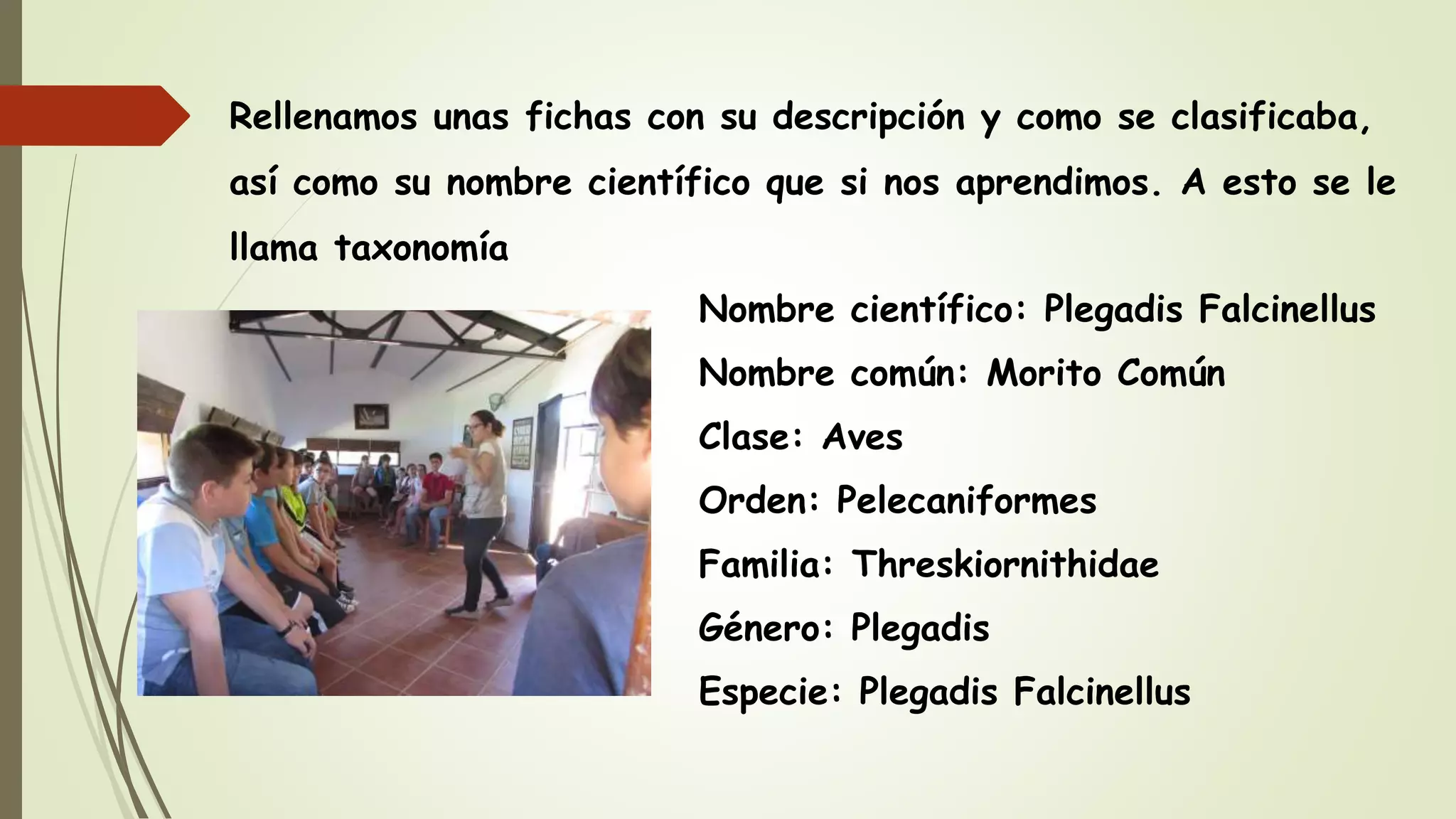 Rellenamos unas fichas con su descripción y como se clasificaba,
así como su nombre científico que si nos aprendimos. A esto se le
llama taxonomía
Nombre científico: Plegadis Falcinellus
Nombre común: Morito Común
Clase: Aves
Orden: Pelecaniformes
Familia: Threskiornithidae
Género: Plegadis
Especie: Plegadis Falcinellus
 