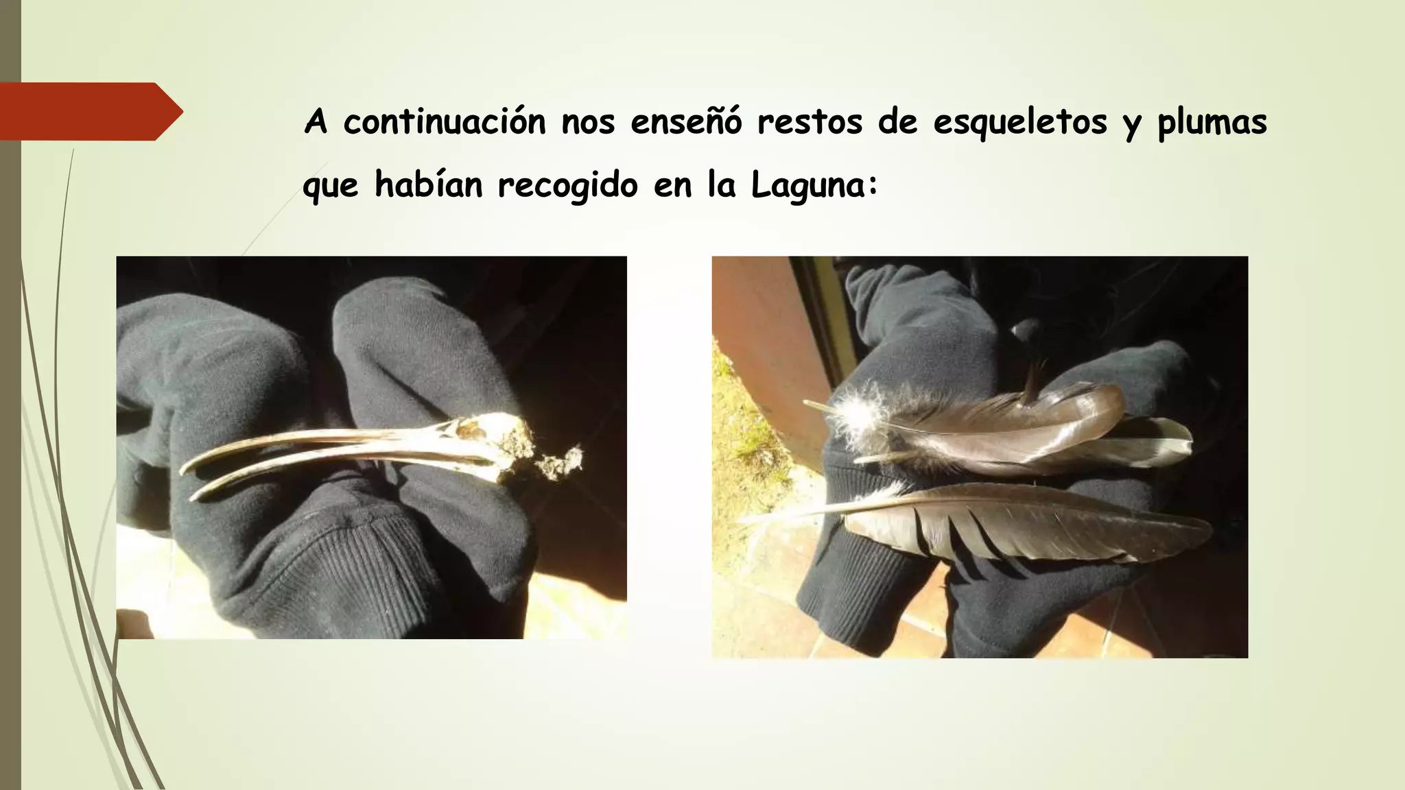 A continuación nos enseñó restos de esqueletos y plumas
que habían recogido en la Laguna:
 