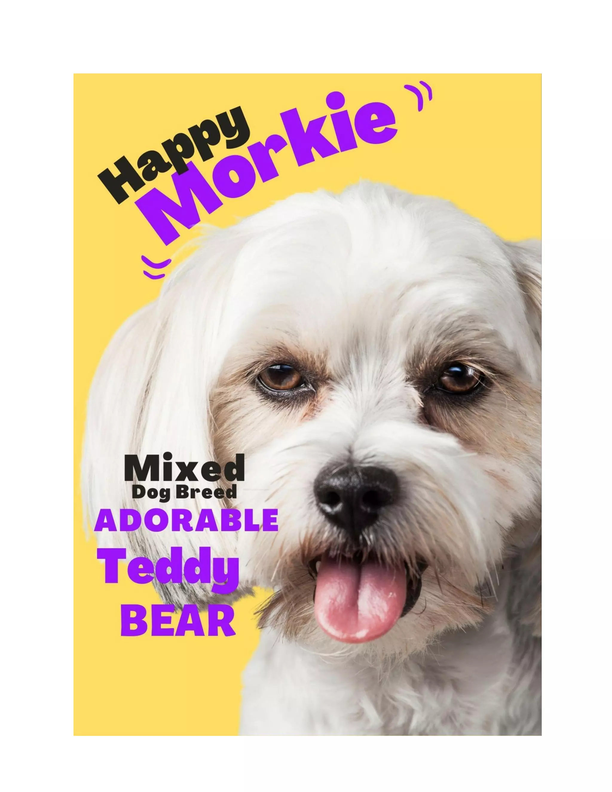 morkie-the-adorable-and-lovable-mixed-breed-dog-pdf