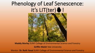 Phenology of Leaf Senescence:
it’s LIT(ter)🔥!
Maddy Morley SUNY College of Environmental Science and Forestry
Griffin Walsh Yale University
Mentor: Dr. Ruth Yanai SUNY College of Environmental Science and Forestry 1
Adam Wild
 