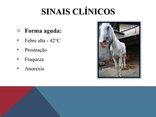SINAIS CLÍNICOSSINAIS CLÍNICOS
o Forma aguda:
• Febre alta - 42°C
• Prostração
• Fraqueza
• Anorexia
 
