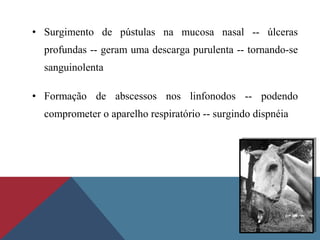 • Surgimento de pústulas na mucosa nasal -- úlceras
profundas -- geram uma descarga purulenta -- tornando-se
sanguinolenta
• Formação de abscessos nos linfonodos -- podendo
comprometer o aparelho respiratório -- surgindo dispnéia
 