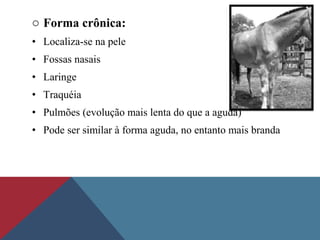 o Forma crônica:
• Localiza-se na pele
• Fossas nasais
• Laringe
• Traquéia
• Pulmões (evolução mais lenta do que a aguda)
• Pode ser similar à forma aguda, no entanto mais branda
 